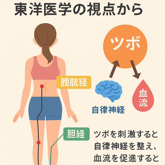 坐骨神経痛に効くツボとは？｜東洋医学の視点から 　- ツボの仕組みと自律神経・血流との関係 　- 坐骨神経痛に関係する経絡（膀胱経・胆経など）